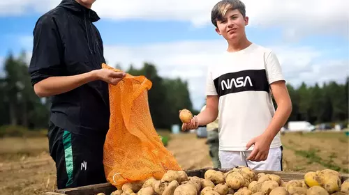 Ramassage solidaire des pommes de terre